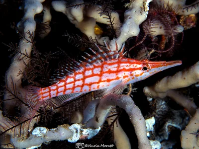 Longnose Hawkfish