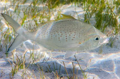 Longsnout Mojarra