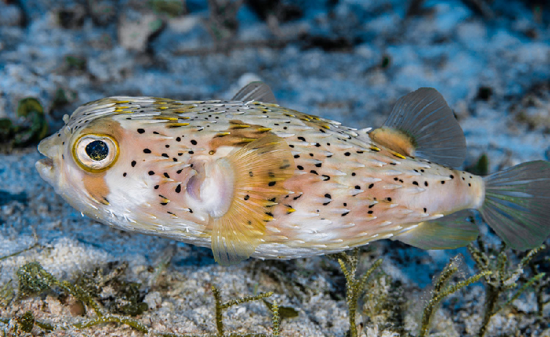 Longspine Porcupinefish (Diodon holocanthus) - dangerous marine animal in the Red Sea
