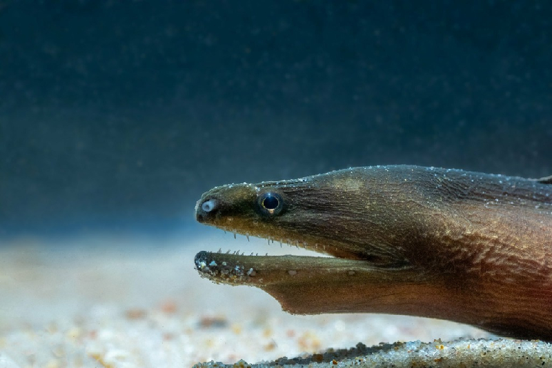 Longtail Moray (Strophidon sathete) - dangerous marine animal in the Red Sea