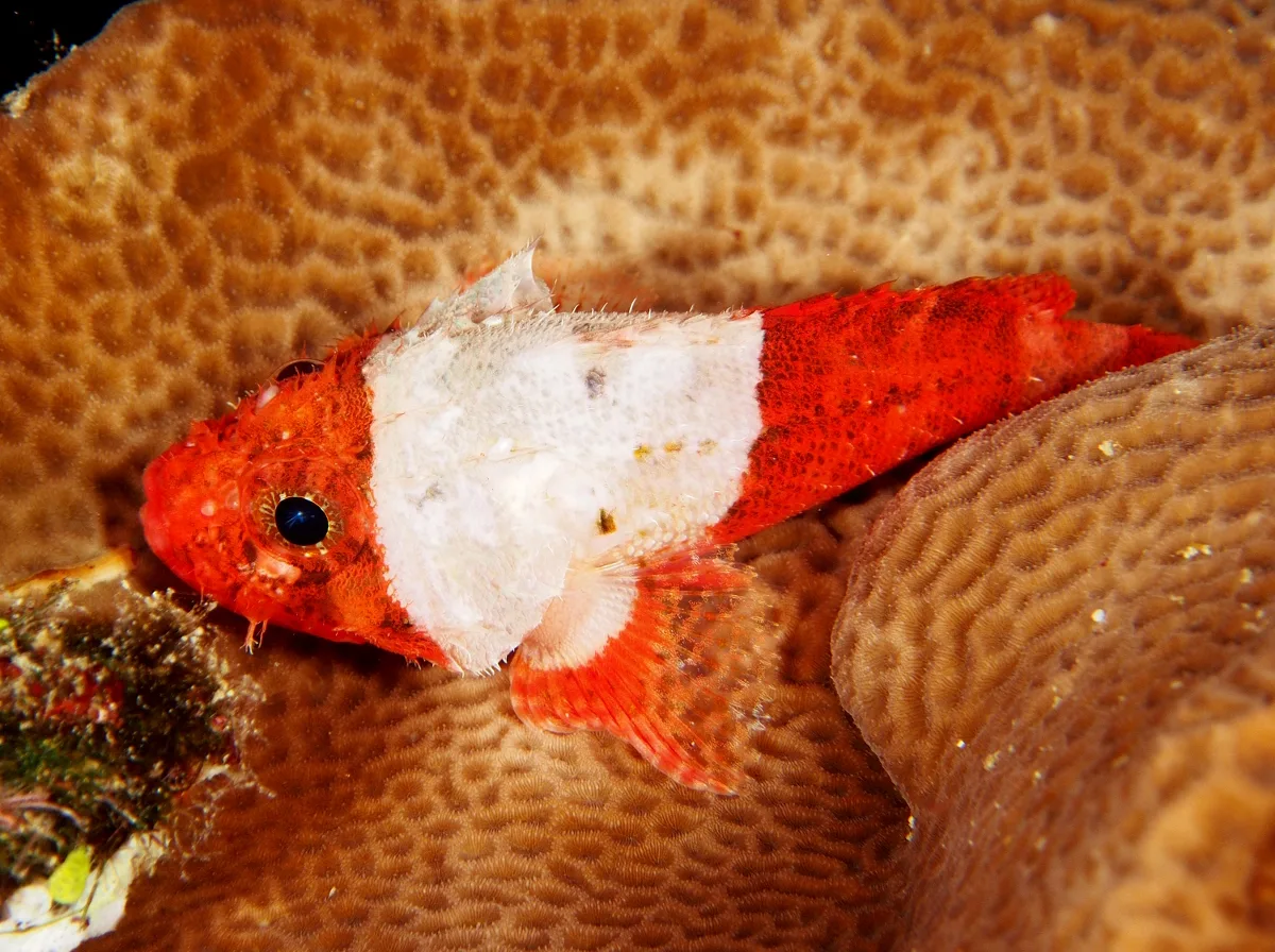 Lowfin Scorpionfish