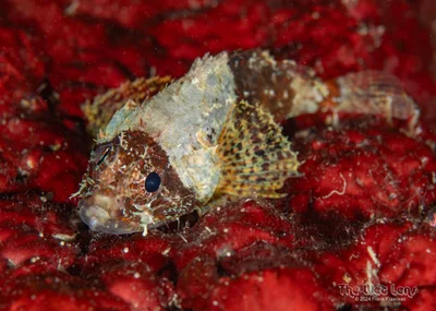 Lowfin Scorpionfish