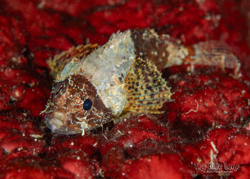 Lowfin Scorpionfish (Scorpaenodes parvipinnis) - dangerous marine animal in the Red Sea