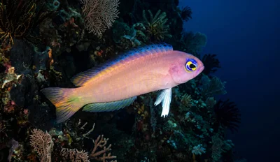 Lubbock’s Dottyback