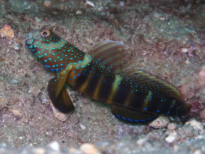Luther's Shrimpgoby