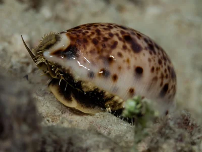 Lynx Cowrie