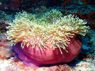 Magnificent Sea Anemone