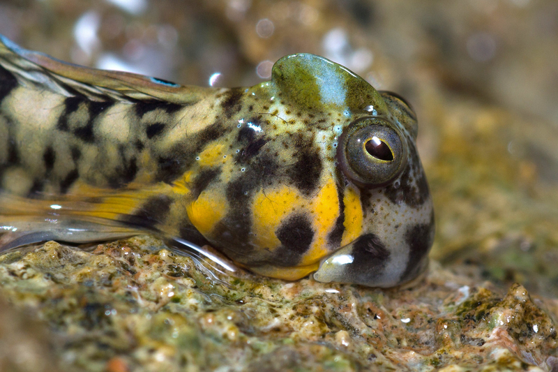 Magnus’ Blenny (Alticus magnusi) - a Red Sea endemic species