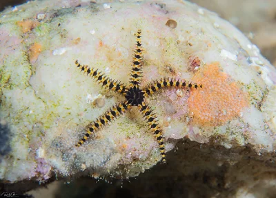 Magpie Brittle Star