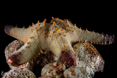 Mammillated Sea Star