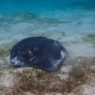 Mangrove Whipray