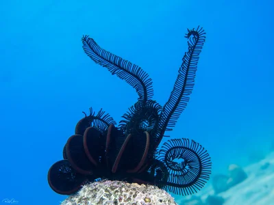 Many-rayed Feather Star