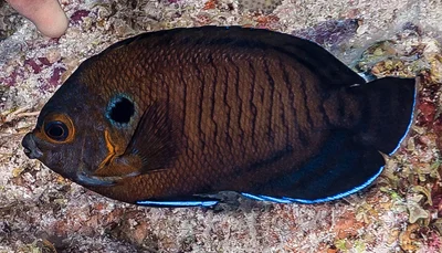 Manyspine Angelfish