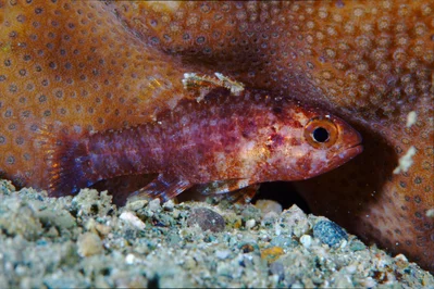 Marbled Cardinalfish