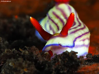 Maridadi Hypselodoris