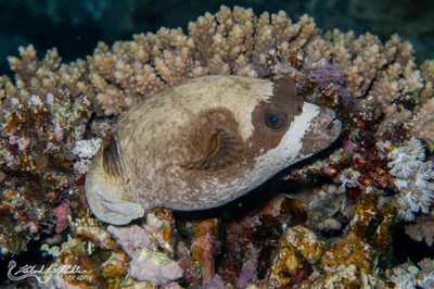 Masked Puffer