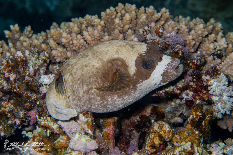 Masked Puffer (Arothron diadematus) - a Red Sea endemic species