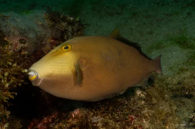 Masked Triggerfish
