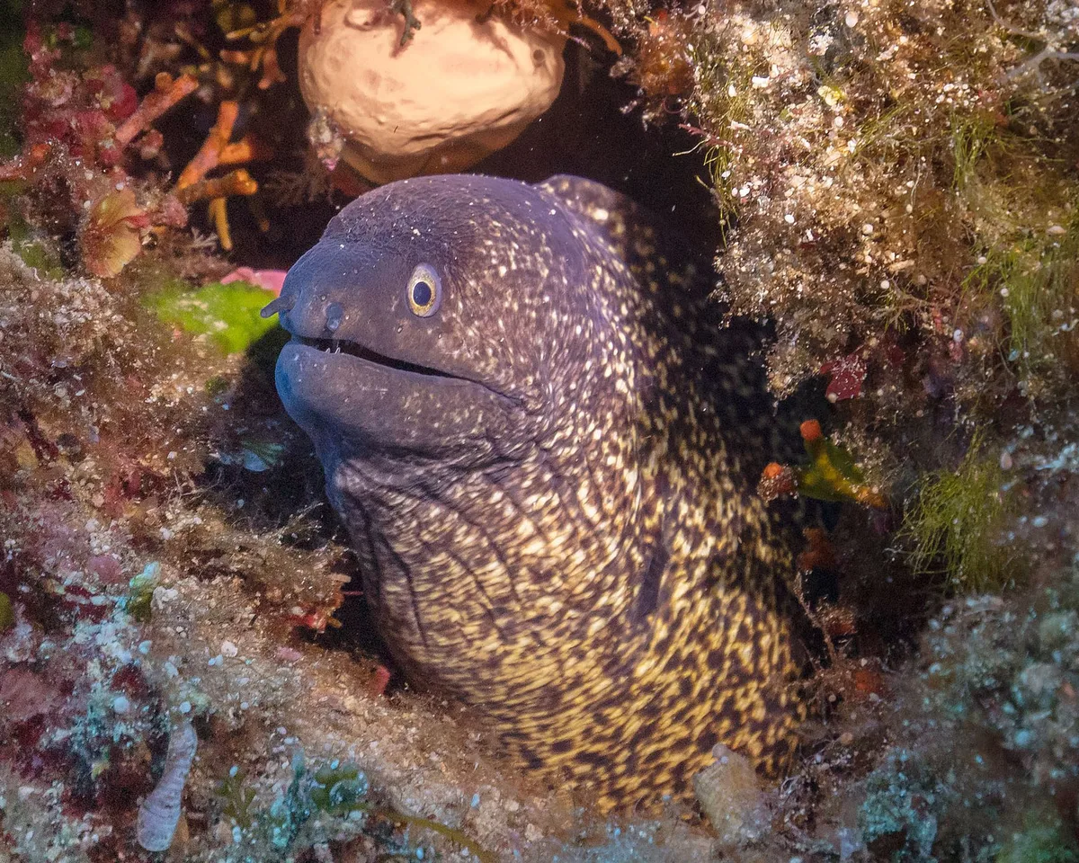 Mediterranean Moray