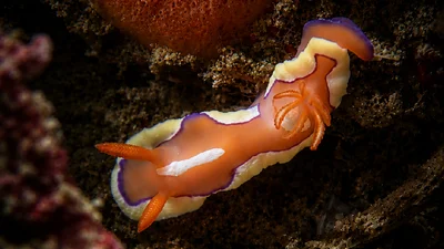 Twinspot Rainbow Dorid