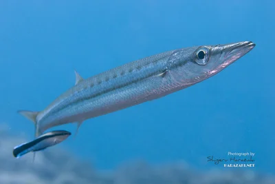 Midget Barracuda