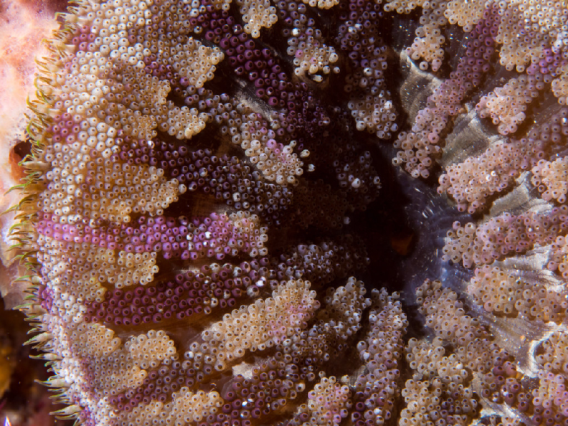 Mini Carpet Anemone (Stichodactyla tapetum) - dangerous marine animal in the Red Sea