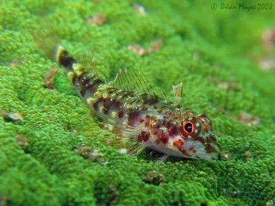 Minute Triplefin