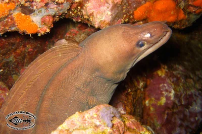 Molucca Moray
