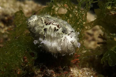 Money Cowrie