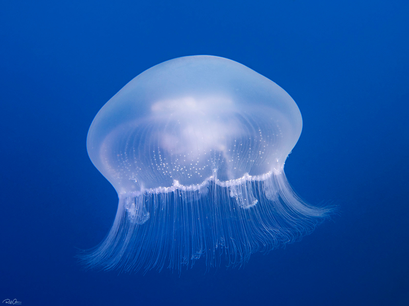 Moon Jellyfish (Aurelia solida) - dangerous marine animal in the Red Sea