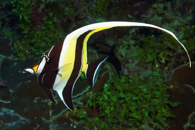 Moorish Idol
