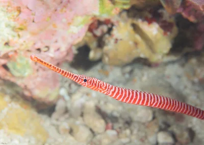 Multibar Pipefish