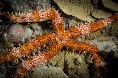 Nail-armed Sea Star