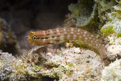 Nalolo blenny