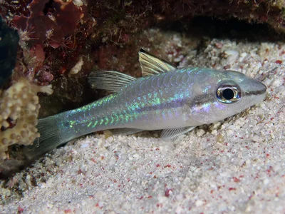 Narrowstripe Cardinalfish