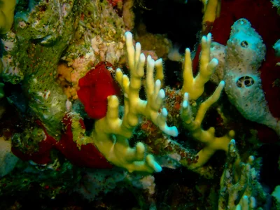 Net Fire Coral