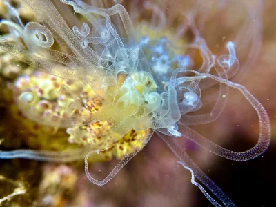 Night Anemone