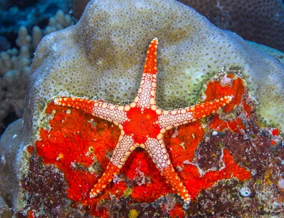 Nodose Sea Star
