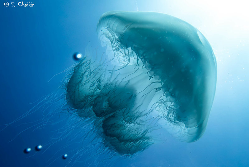 Nomad Jellyfish (Rhopilema nomadica) - dangerous marine animal in the Red Sea
