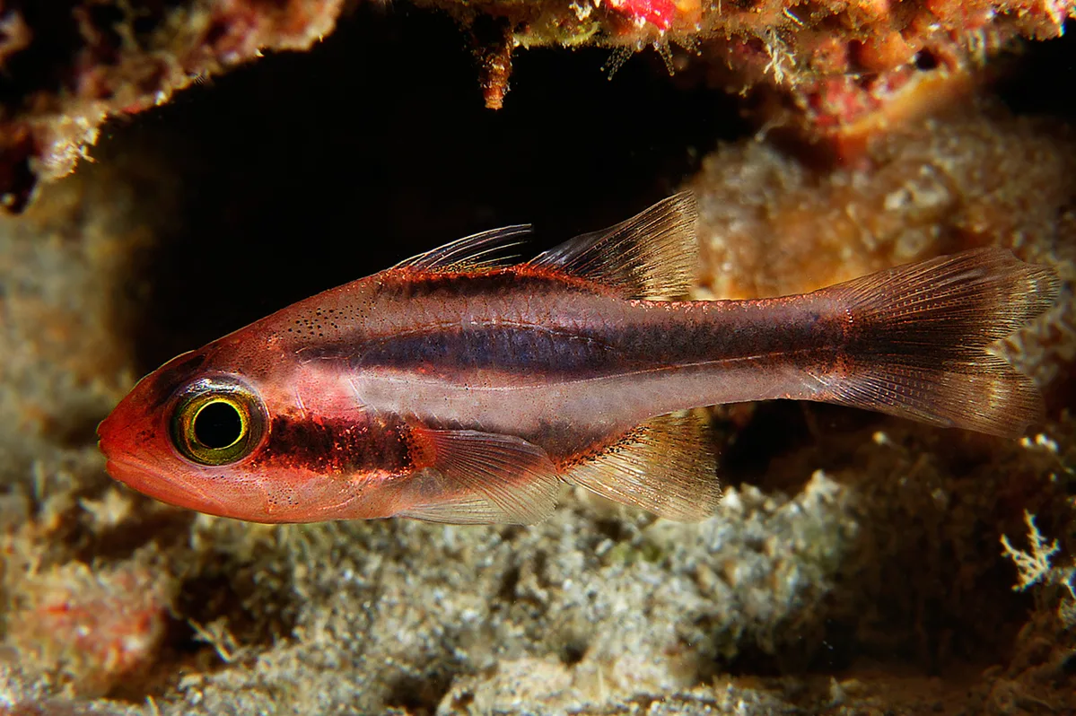 Oblique-Banded Cardinalfish