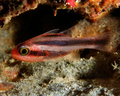 Oblique-Banded Cardinalfish