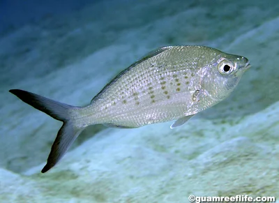 Oblong Mojarra