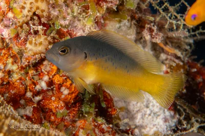 Olive Dottyback