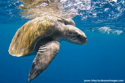 Olive Ridley Sea Turtle
