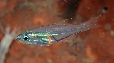 Onespot Cardinalfish