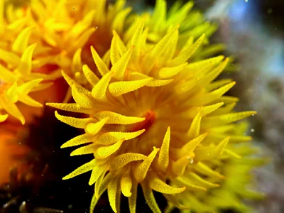 Orange Cup Coral