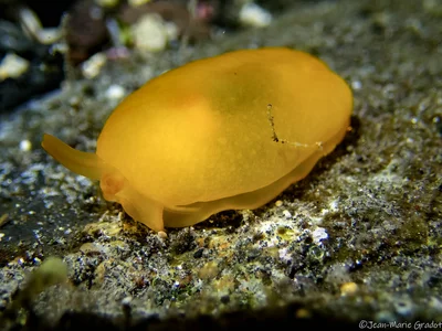 Orange Side-gilled Slug