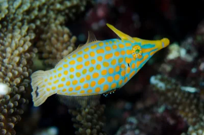 Orange Spotted Filefish