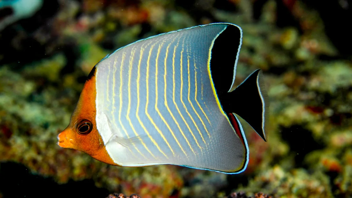 Orangeface Butterflyfish