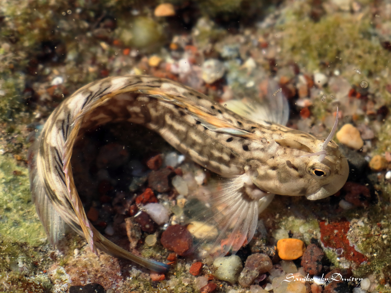 Orangelined Rockskipper (Istiblennius rivulatus) - a Red Sea endemic species